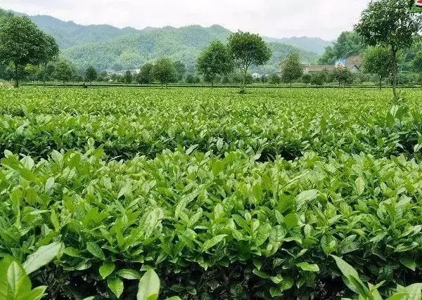 【產(chǎn)業(yè)立市　桃源在行動(dòng)】喜訊！桃源這2家富硒企業(yè)入選2019湖南省級(jí)工業(yè)旅游示范點(diǎn)