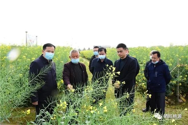 縣人大常委會主任江志暉帶隊調(diào)研富硒油茶、油菜高產(chǎn)技術